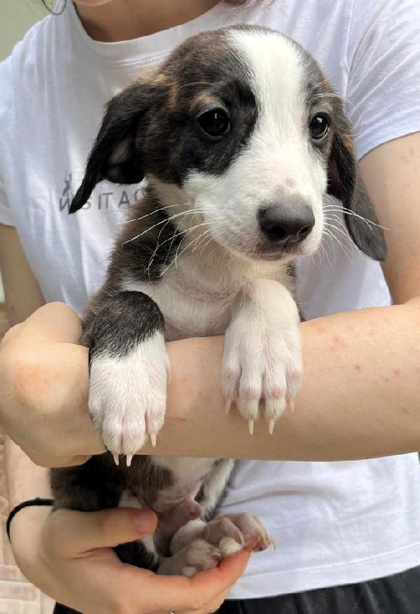 5 BELLISSIMI CUCCIOLI Foto 4